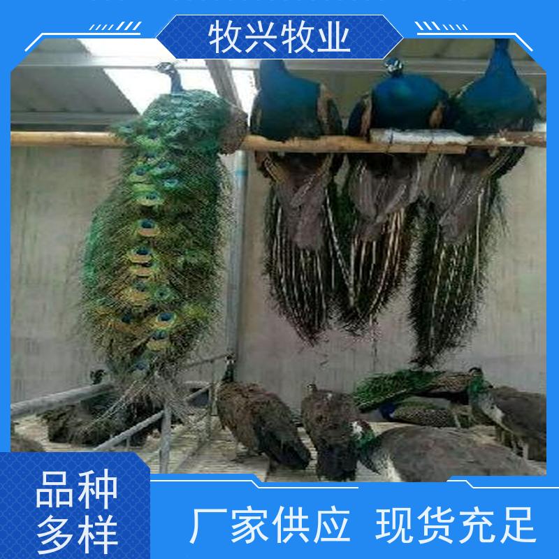 农庄生态园观赏两年孔雀 大尾巴开屏成年商品 出栏率高