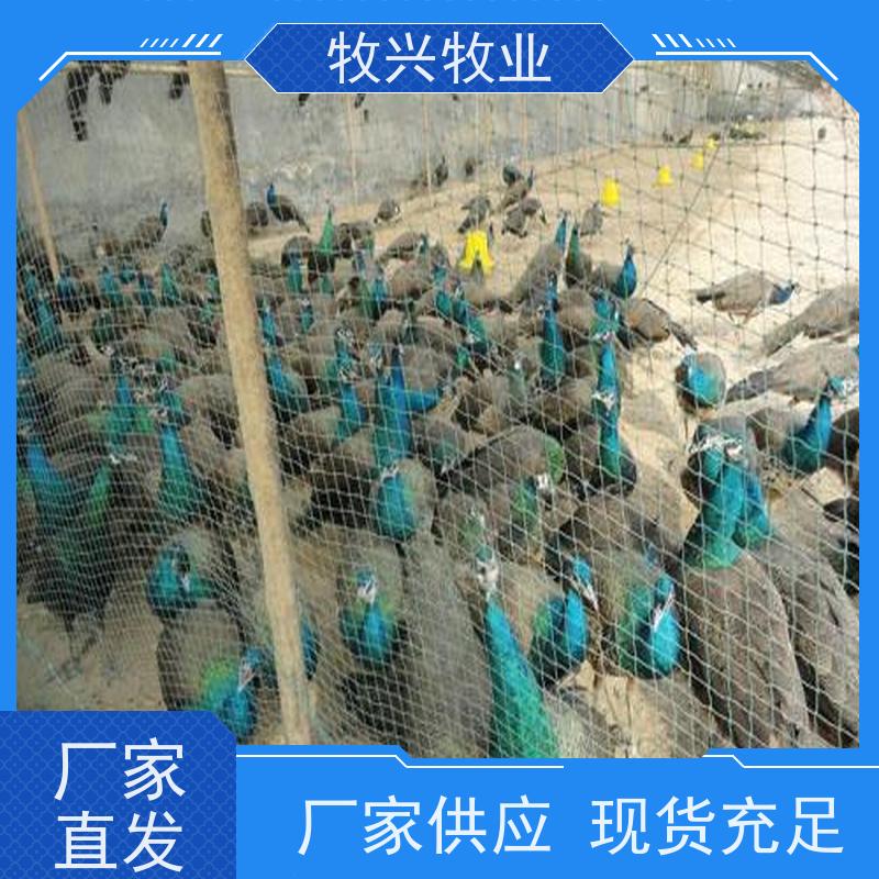 动物园成年展览澳洲 观赏性高繁殖能力强