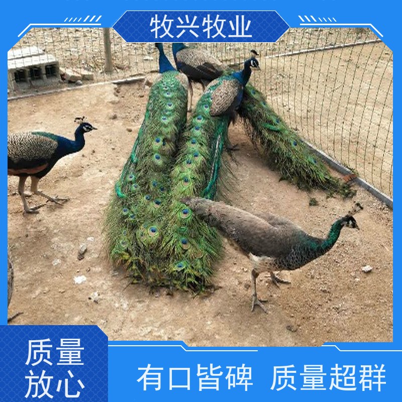 成年大孔雀回收孔雀苗生产厂家 外形美观抗病能力强