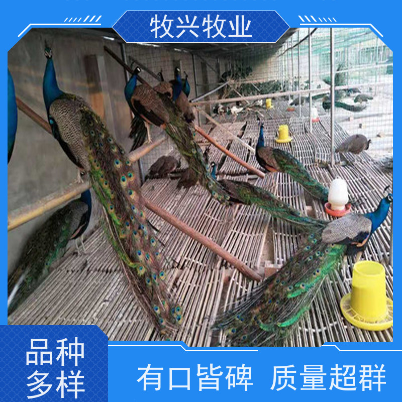 景区拍照观赏成年 鸵鸟苗养殖 生态散养聚利