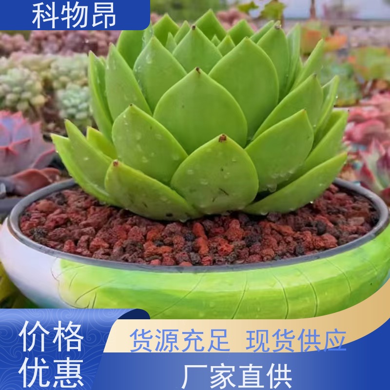 科物昂 土壤改良 火山岩景观铺路石 形状可定制 接受代发