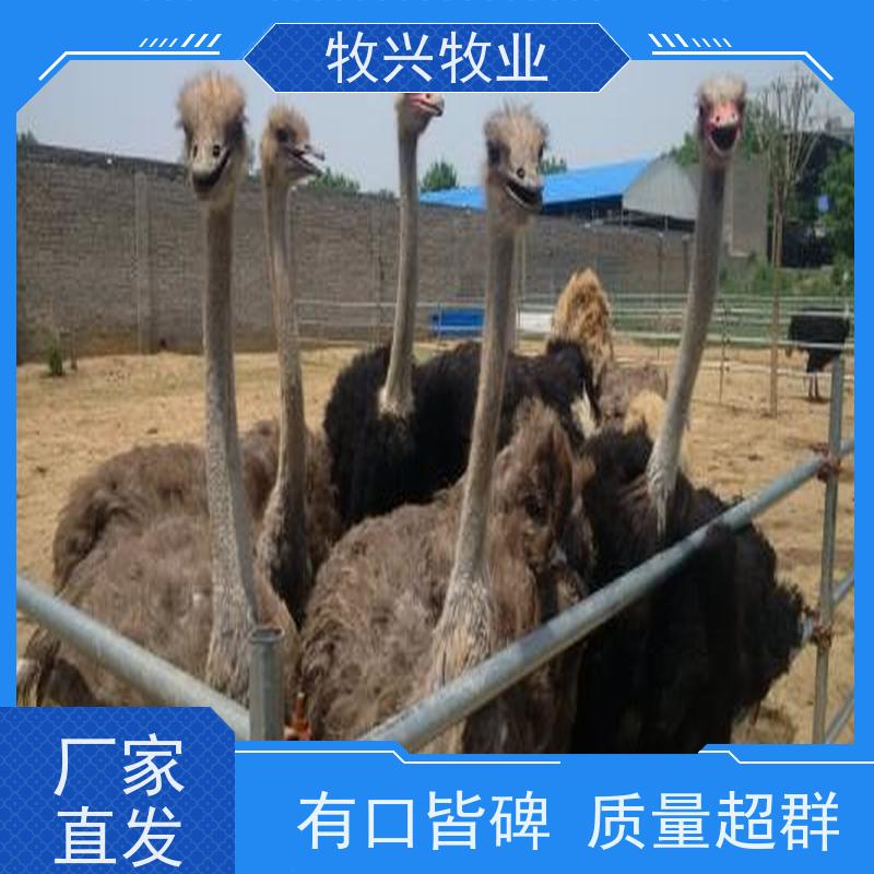 清远鸵鸟苗批发零售 