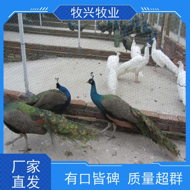 齐齐哈尔出售鸵鸟出售孔雀 