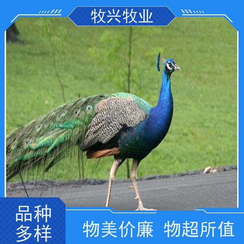 曲靖观赏表演孔雀出售