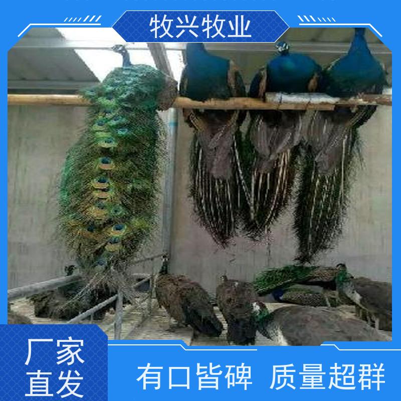 观赏成年 繁育鸵鸟苗 喂养简单 优良品种 可上门挑选