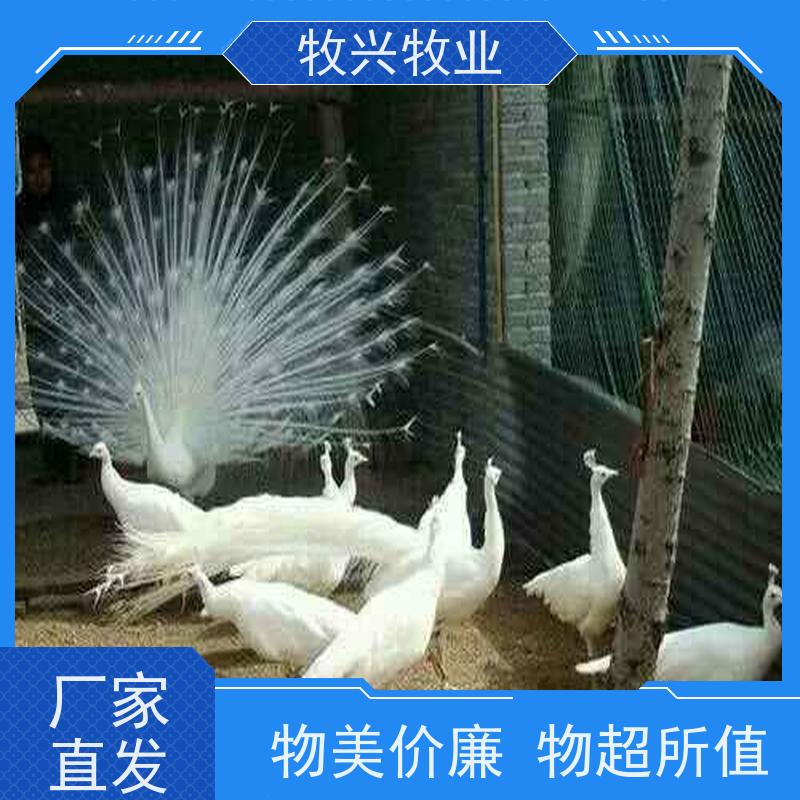 海口出售孔雀包邮到家 