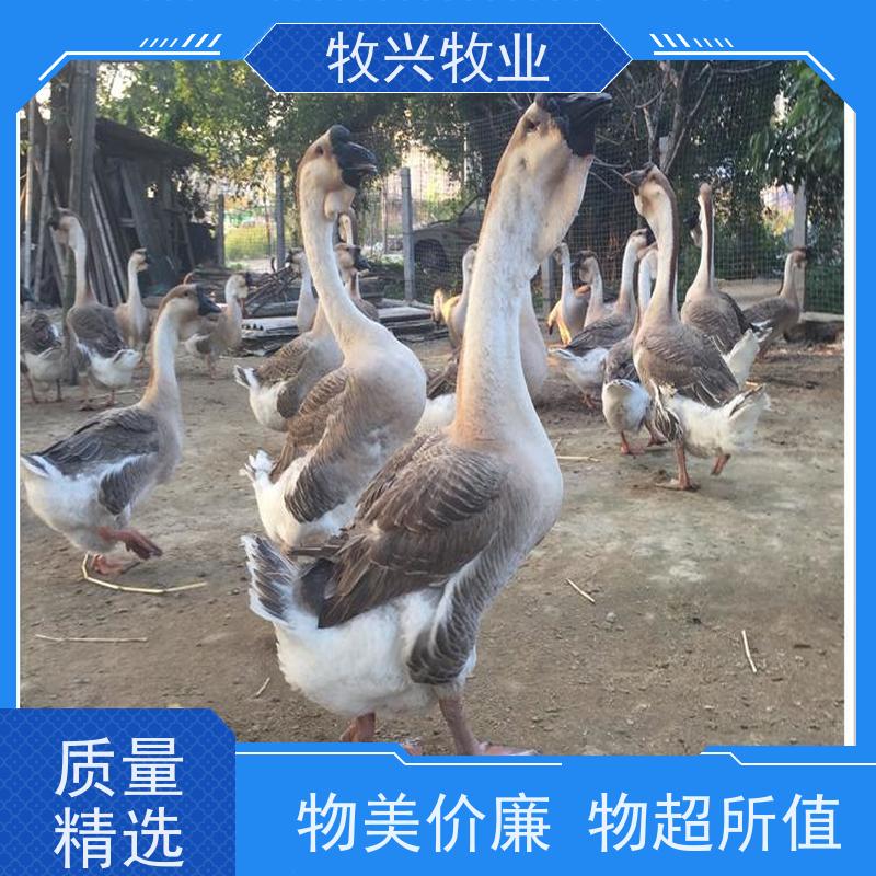 长期出售狮头鹅苗 品种狮头鹅 