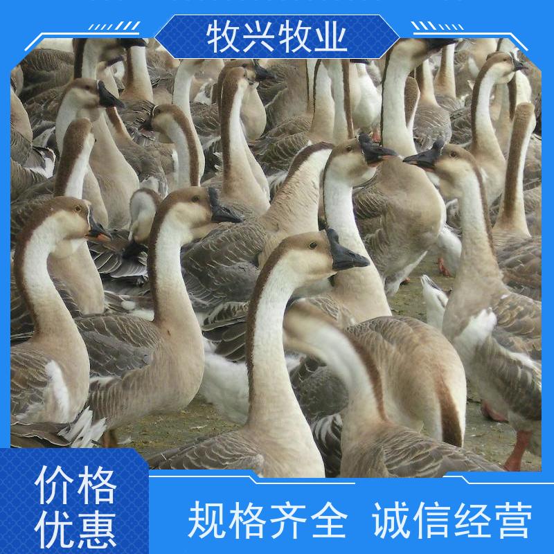 文山大种狮头鹅脱温鹅苗 龙发禽苗养殖场