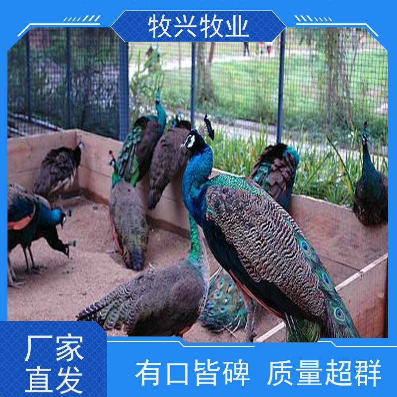 金华出售鸵鸟苗批发 