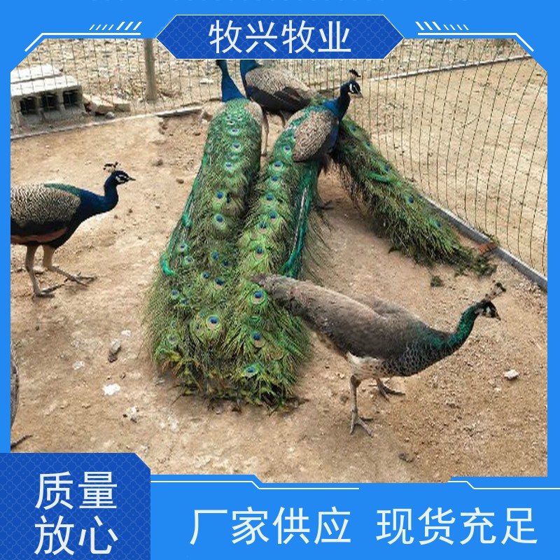 辽宁一个月鸵鸟批发