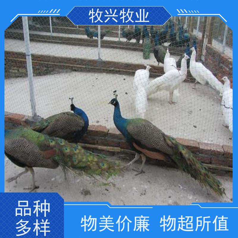 动物园散养成年养殖 展览观赏15斤鸵鸟苗 脖子长