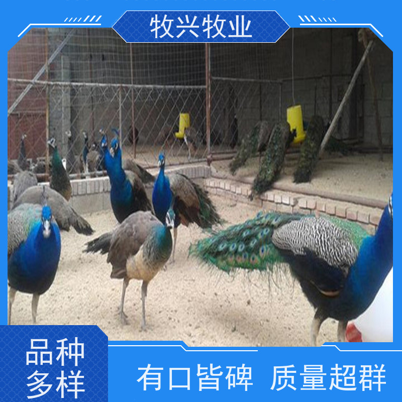 连云港批发斗鸡专卖孔雀苗 