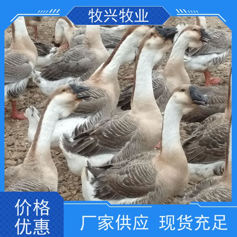 鹅苗价钱 供应优秀狮头鹅苗