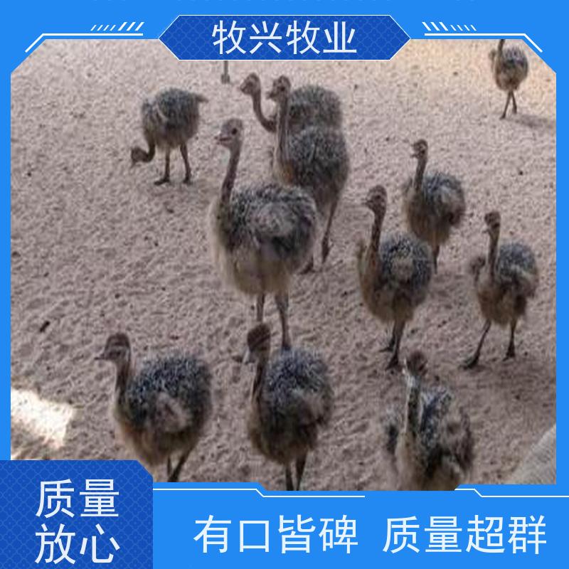 邢台批发孔雀出售一批鸵鸟 