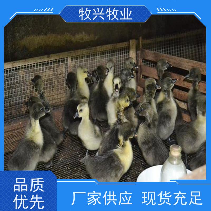 今年狮头鹅买卖市场