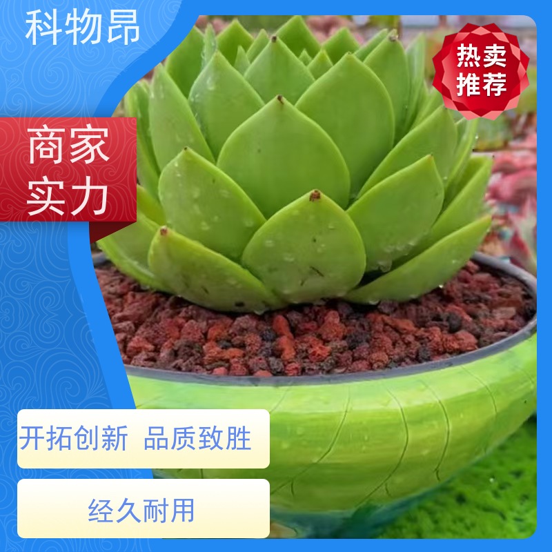 科物昂 水族 火山岩水体净化滤材过水过滤 型号kwa0001 红黑可选
