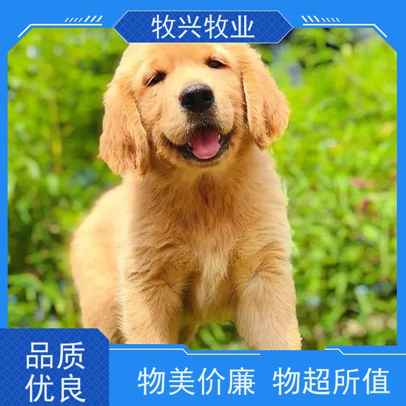 沧州博美犬一个价钱 