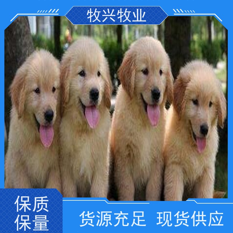 和田小马犬批发一只批发 