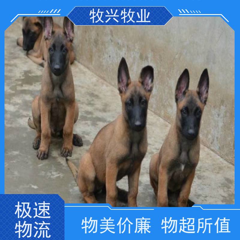 汕尾出售比熊犬博美犬 