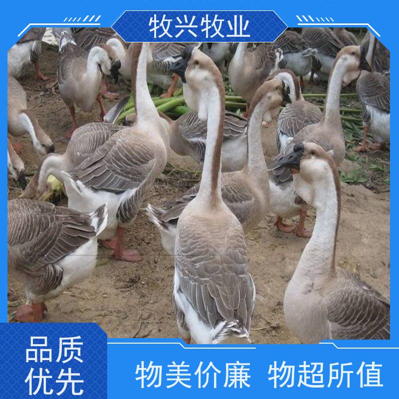 都匀出售狮头鹅小鹅苗 