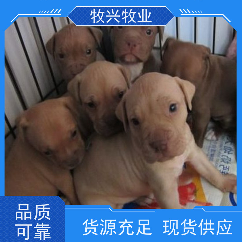 随州批发马犬2个月马犬 