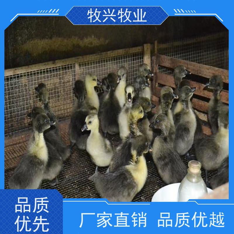 宿州狮头鹅纯种养殖出售 