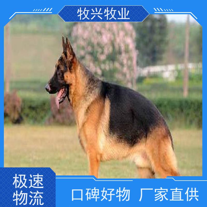 宠物泰迪比熊用品批发定制