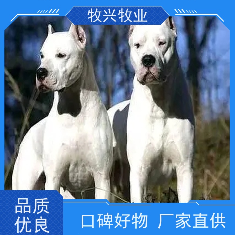 拉布拉多犬黑色白色批发