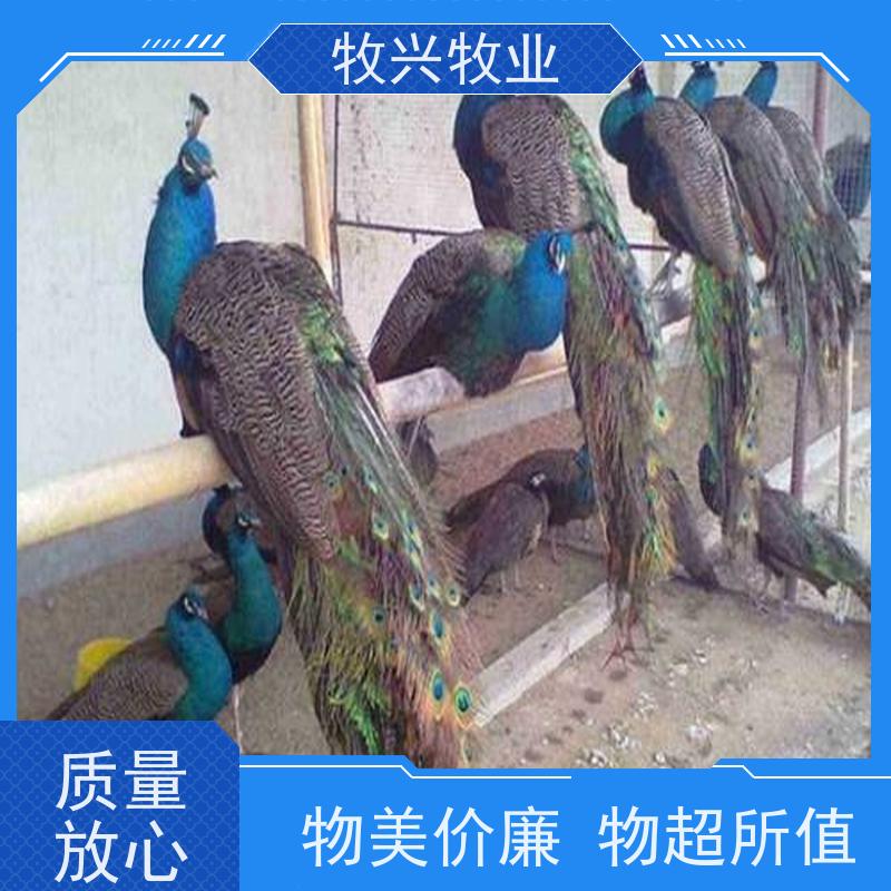 兴义出售白孔雀批发 