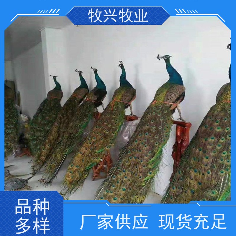 山西苗价格 鸵鸟蛋批发 常年供应鸵鸟苗