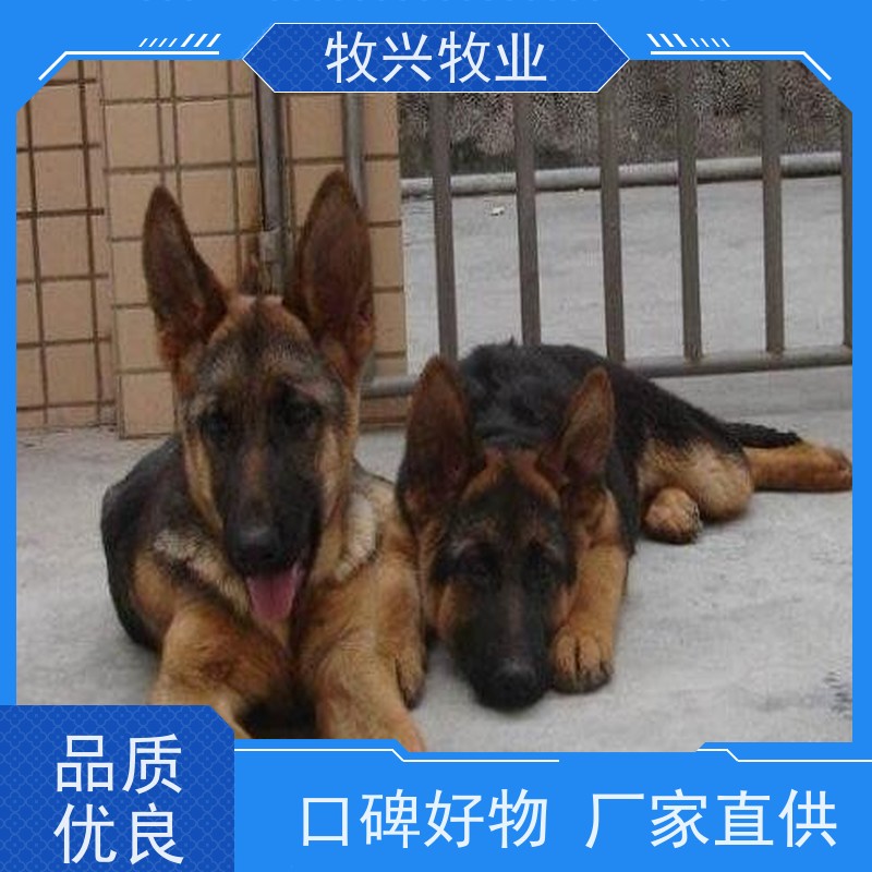 淮南出售博美犬边牧犬