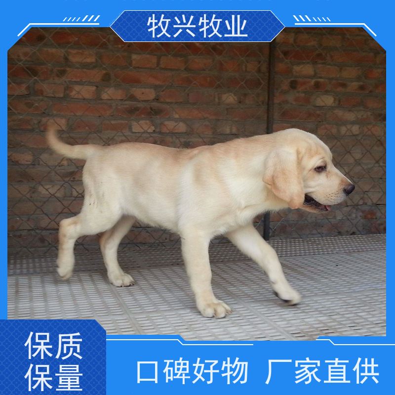 新余拉布拉多犬白黑出售