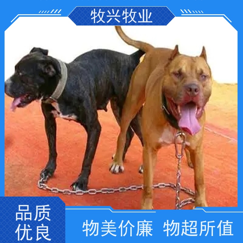 凯里批发哈士奇阿拉斯加犬 