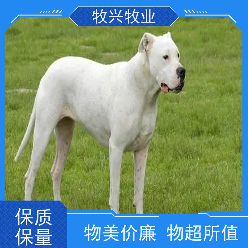 秦皇岛出售阿拉斯加犬大小 