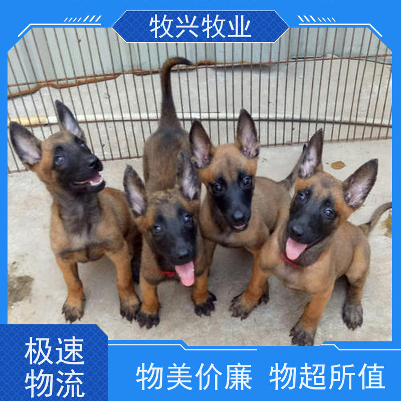 内江阿拉斯加犬批发预定 