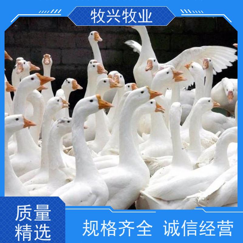 纯种苗基地出售大种脱温鹅