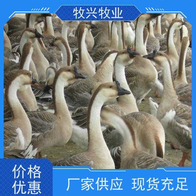 纯种大雁鹅 苗肉质嫩体型大出栏快