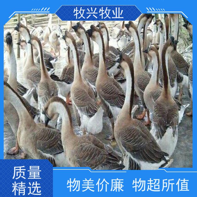河北出售狮头鹅苗狮头鹅蛋