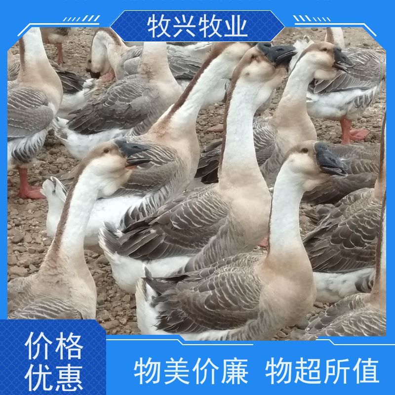 甘肃出售狮头鹅苗狮头鹅蛋 