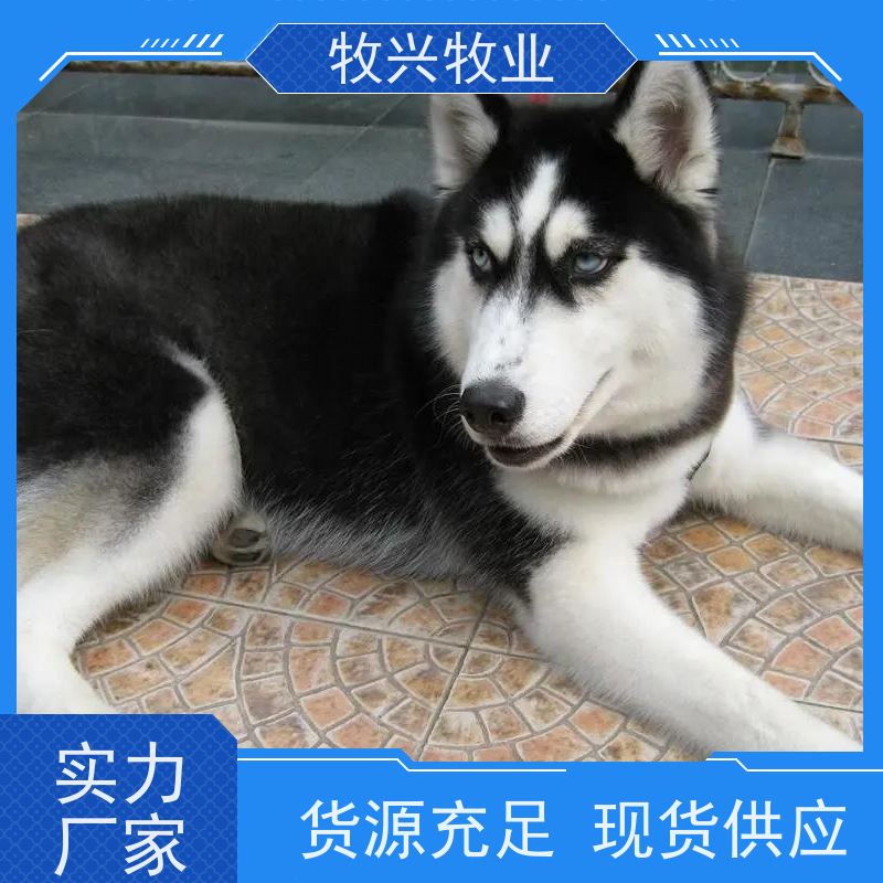辽宁出售金毛犬大小德牧犬