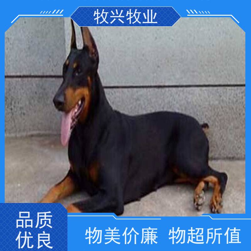 泸州哈士奇一对批发