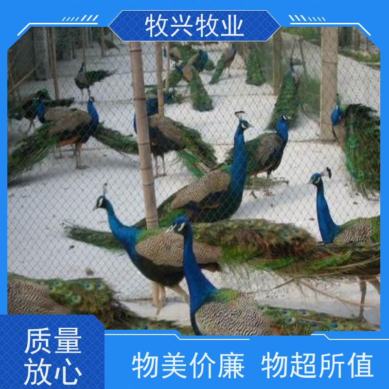 2020养殖行情 出壳鸵鸟苗价格鸵鸟肉多少钱一斤