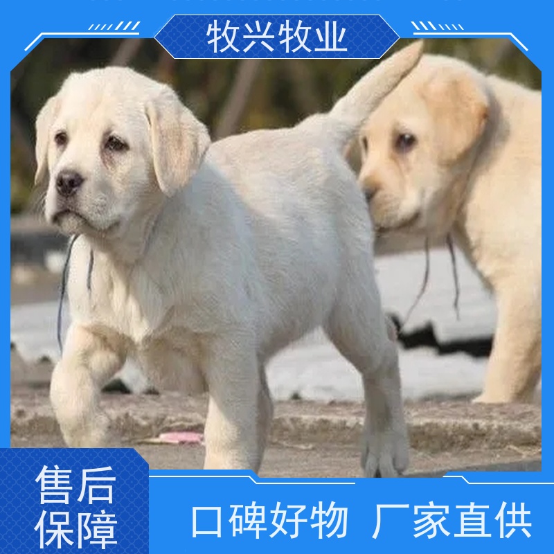 商丘泰迪犬金毛犬批发 
