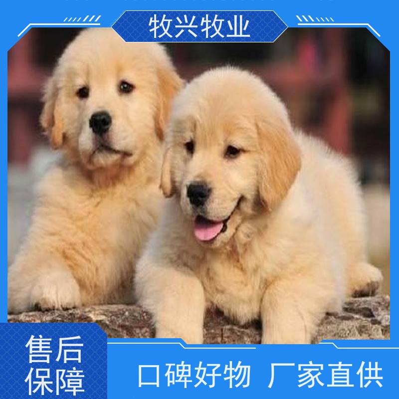 阳江2个月德牧犬一对价钱 