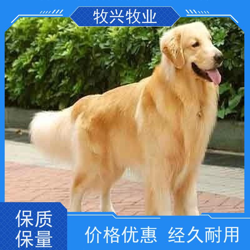 宠物大金毛拉布拉多犬 体格健壮 