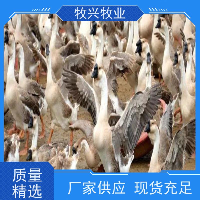 怒江出售狮头鹅狮头鹅蛋