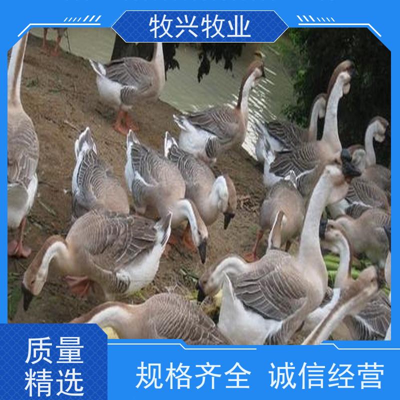 温州批发狮头鹅专卖狮头鹅苗 
