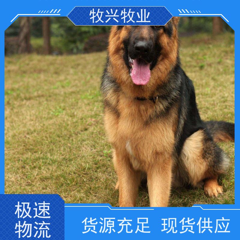 六盘水出售秋田犬法牛犬 