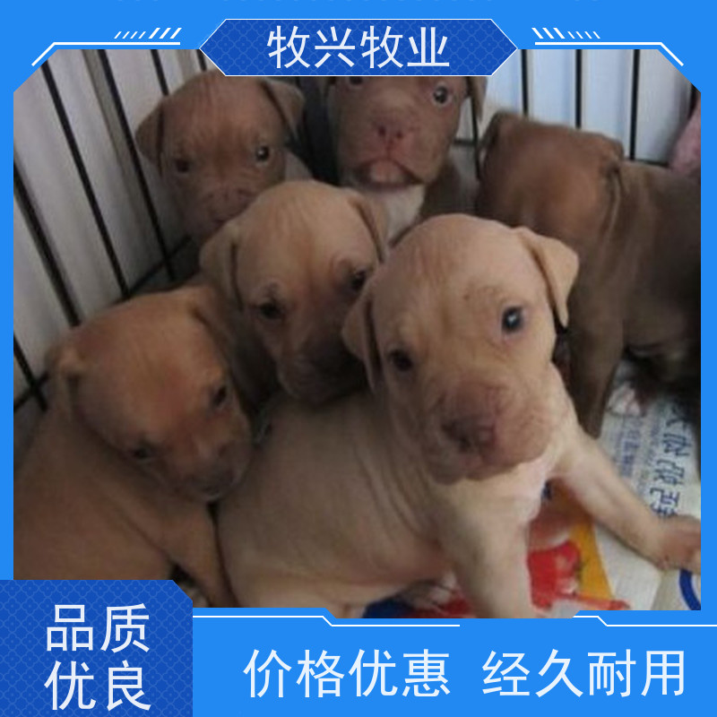宿州出售专卖阿拉斯加犬 