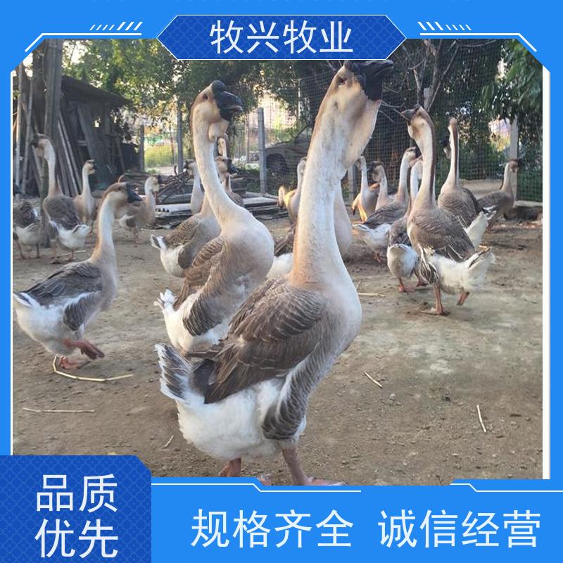 大理专卖狮头鹅养殖狮头鹅 